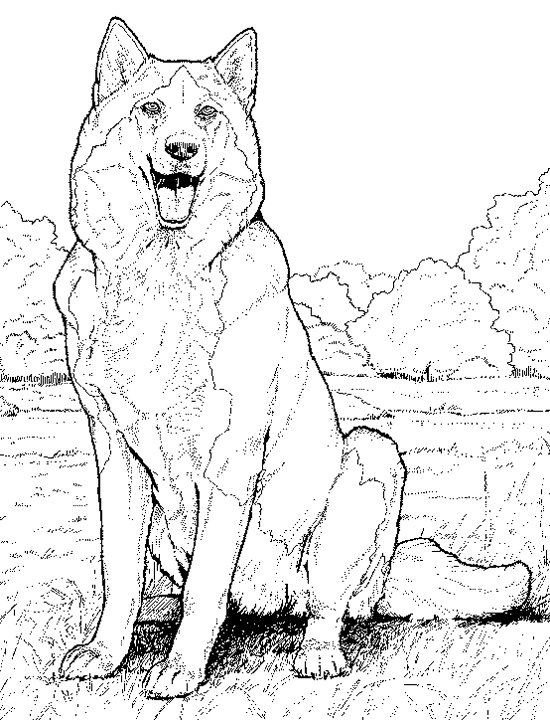 baby husky coloring pages to print - photo #23